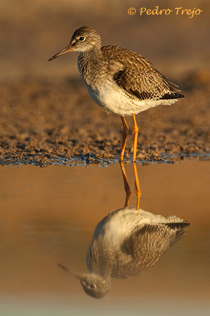 Archibebe común (Tringa totanus)